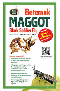 Beternak Maggot Black Soldier Fly